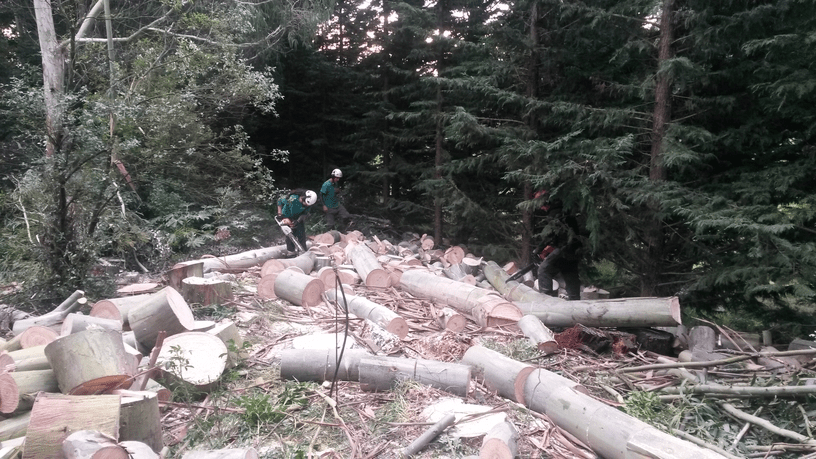 Hollands Tree Services' Tree Removal Preview