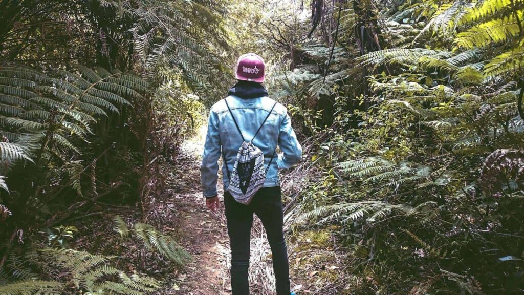 Visit the Puketi Forest to gaze at kauri trees