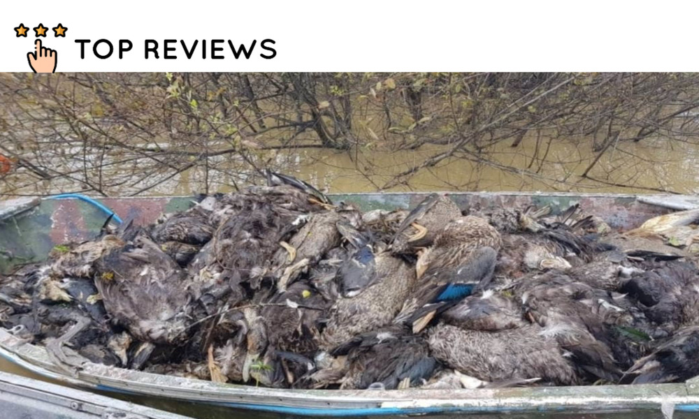 What are the consequences of the Waikare River being so polluted