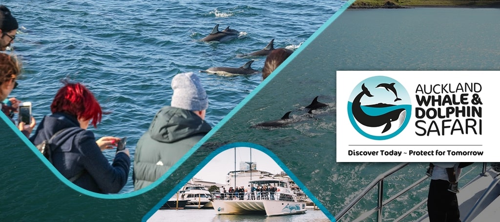 Auckland Whale & Dolphin Safari
