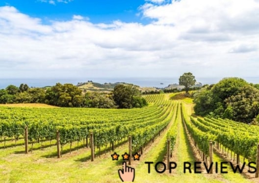 Man O’ War Vineyards