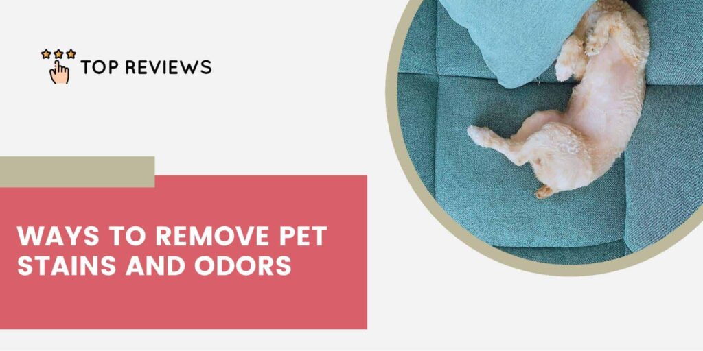 Tips for Cleaning Pet Stains and Removing Odors
