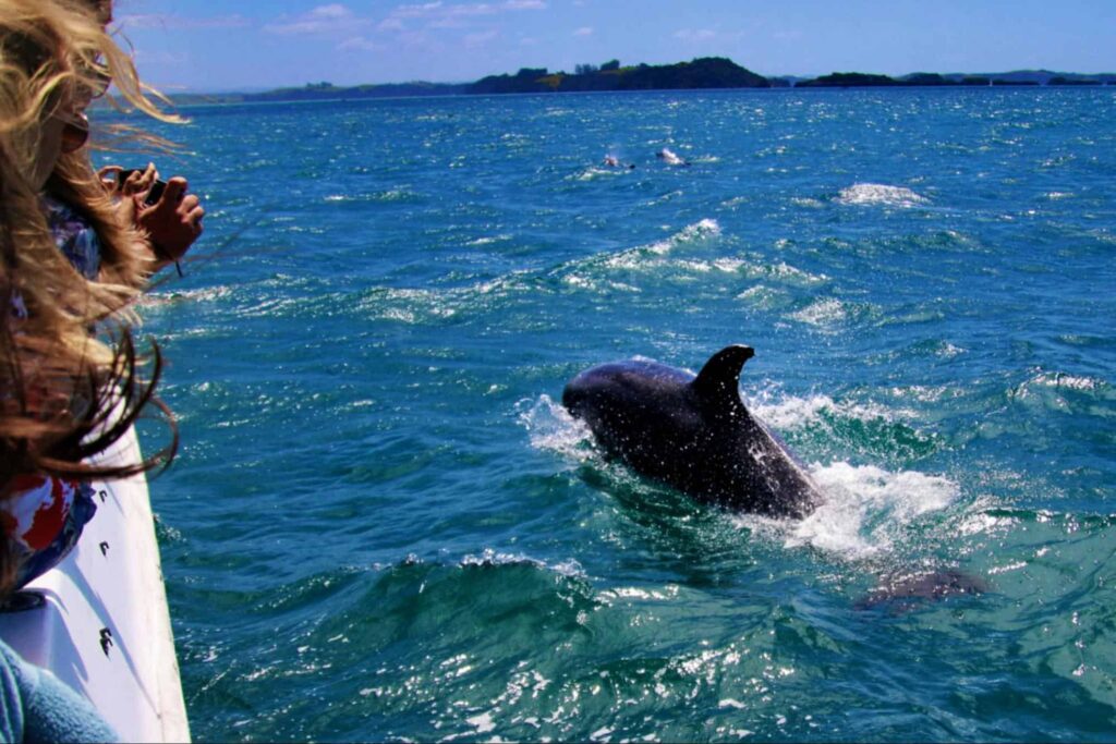 Go whale and dolphin watching at the Auckland Whale and Dolphin Safari