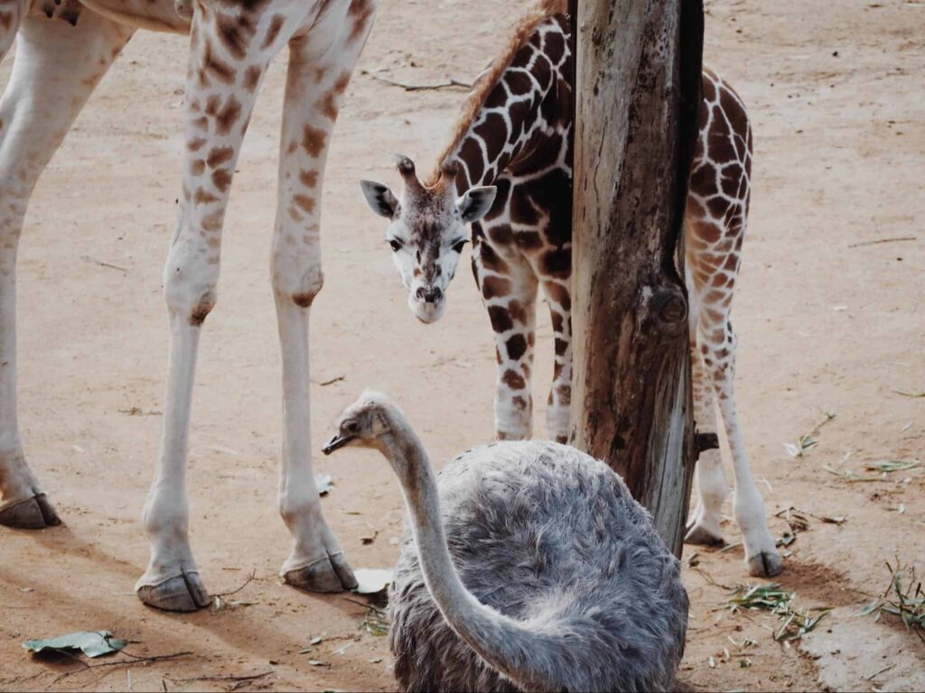 Visit the friendly animals at Auckland Zoo