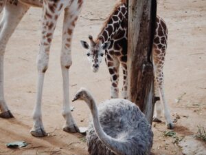 Visit the friendly animals at Auckland Zoo