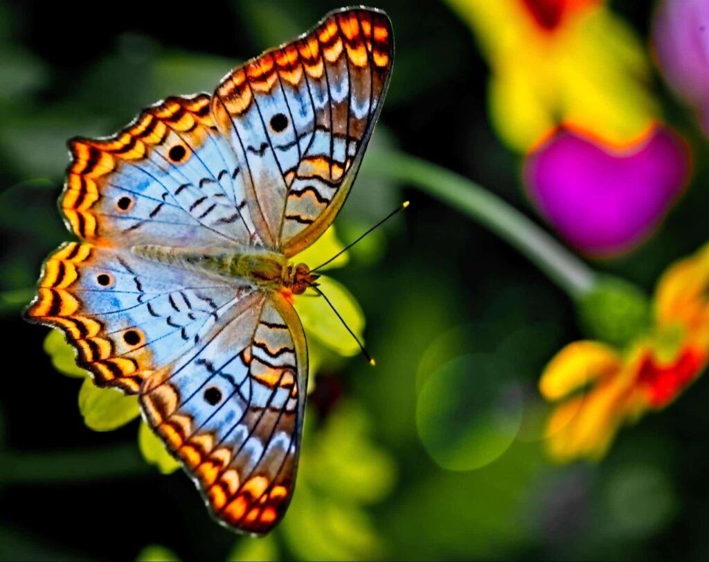 Enjoy a day at Butterfly Creek.