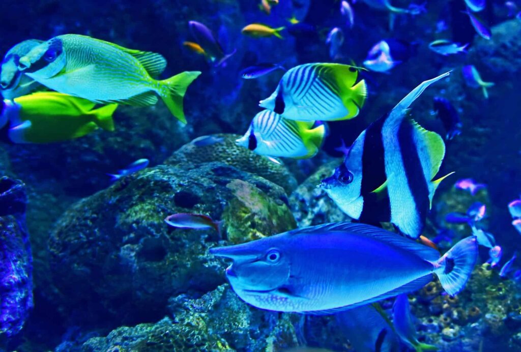 Go to Kelly Tarlton's Sea Life Aquarium and see penguins!
