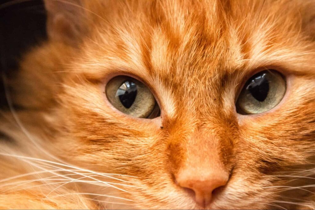 Stay indoors and meet cute cats at Purrs & Beans.