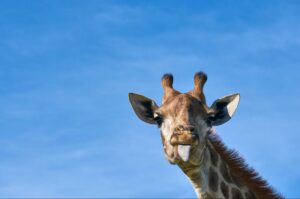 Visit Orana Wildlife Park