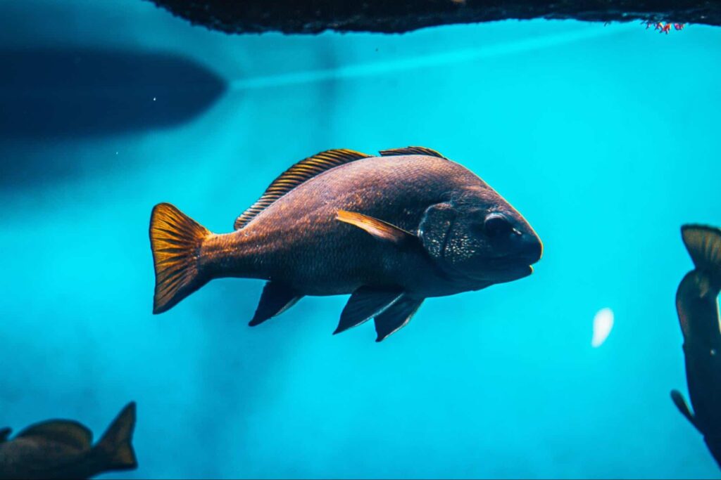 Check out the Milford Underwater Observatory