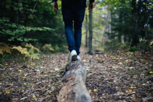 Take your camera and go on a Lake Gunn nature walk