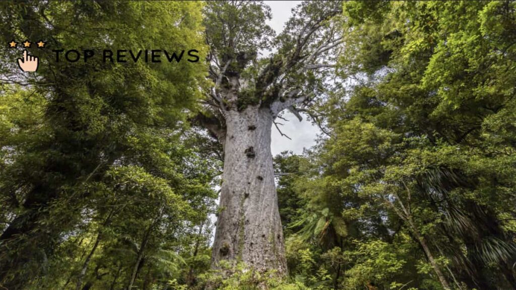Tane Mahuta
