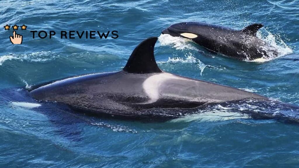 The Bay of Islands’ Dolphins and Whales (Whale Watching!)