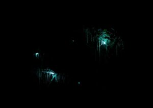 Tour Waitomo’s Glowworm Caves