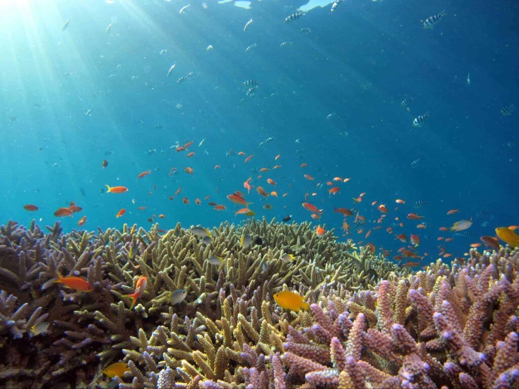 Have an under-the-sea adventure by snorkeling with Bay Of Islands Snorkelling Ltd