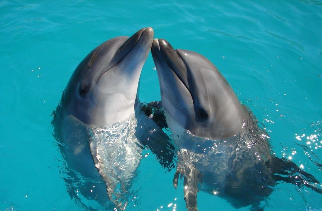 See dolphins up close