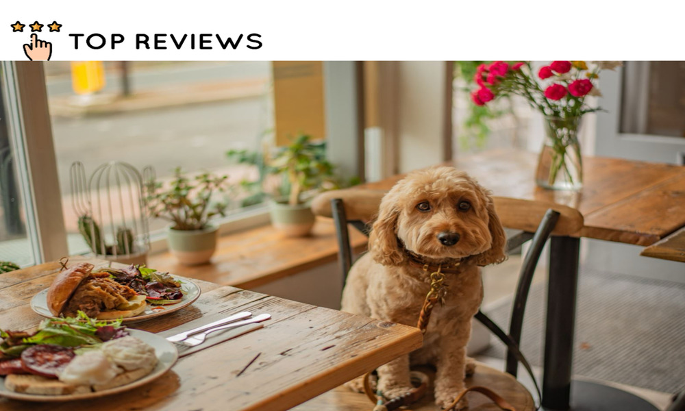 The 12 Best Dog-Friendly Cafes in Wellington