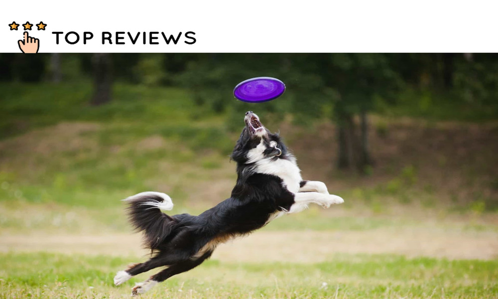 The Top 10 Dog Parks in Auckland