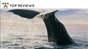 Why are there so many whales in New Zealand