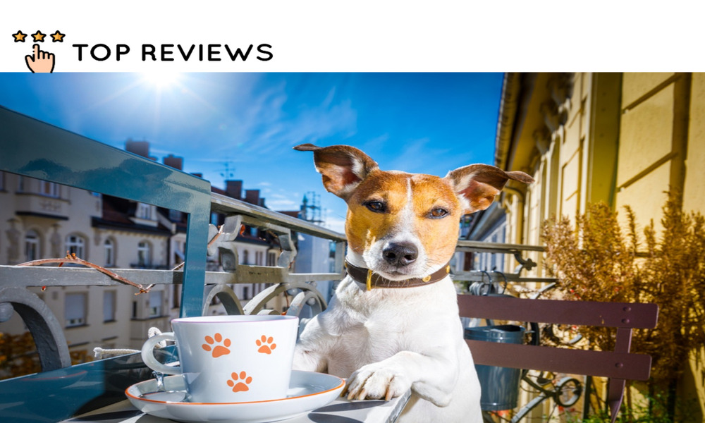 Best Dog Friendly Cafes in Auckland