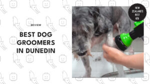 best-dog-groomers-dunedin